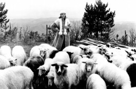 One Dobrila Smiljanić’s models posing in front of sheeps, late 1970s. 